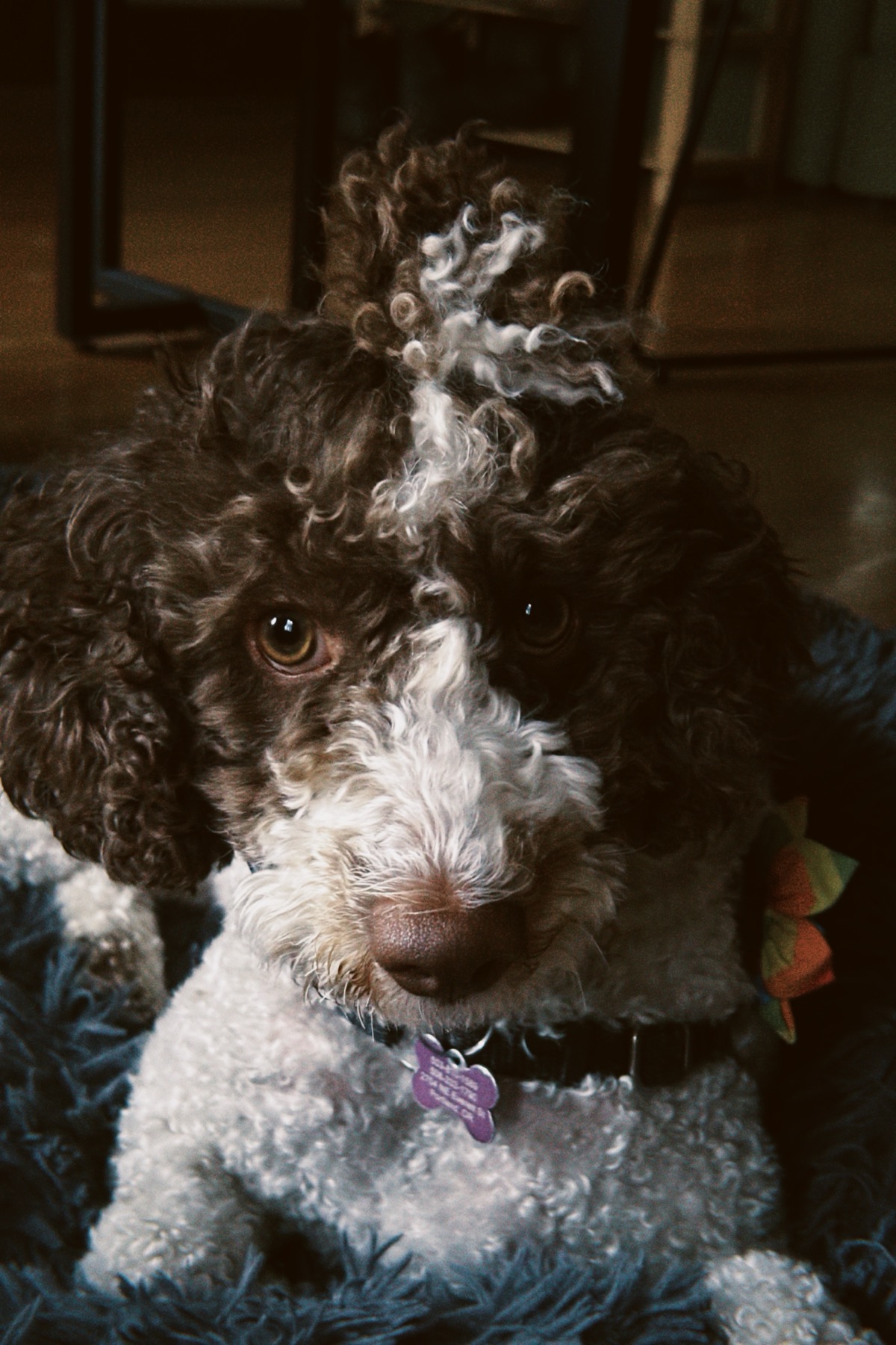 How We Match Puppies With Long-Distance Families