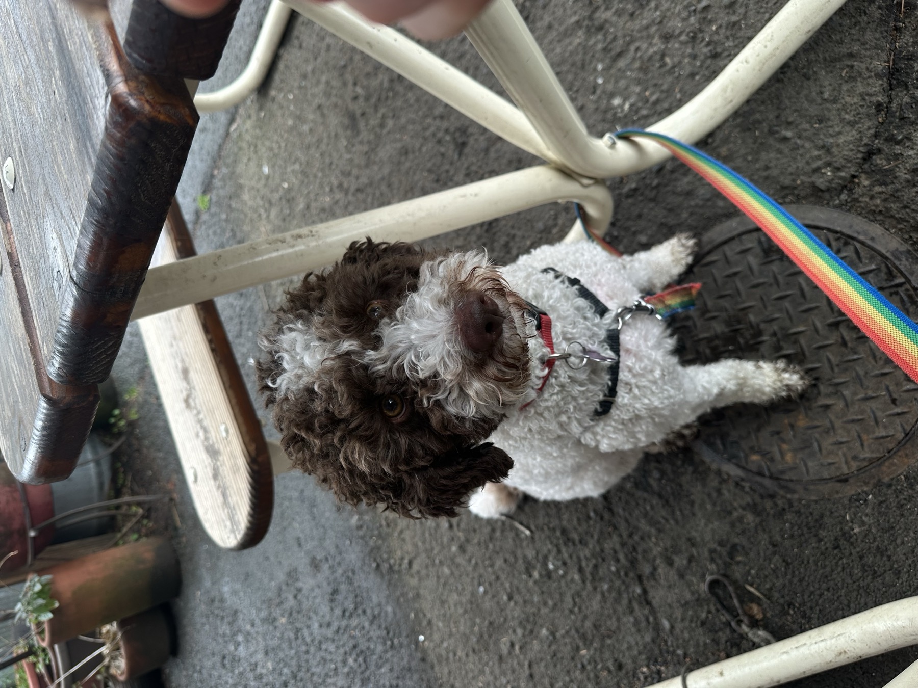 How Puppy Pickup Works at SeaTac