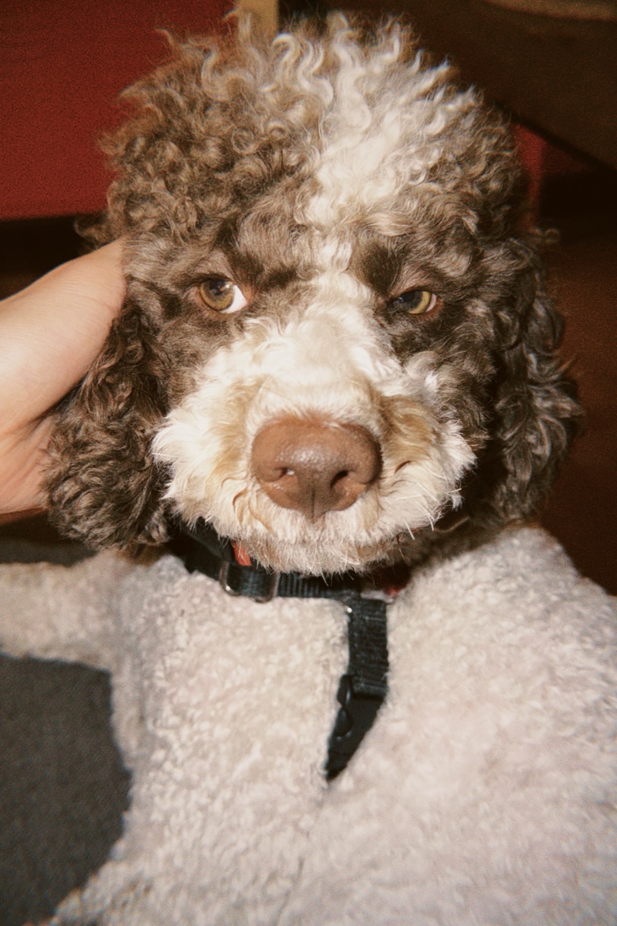 What Kind of Person Should Own a Lagotto Romagnolo?