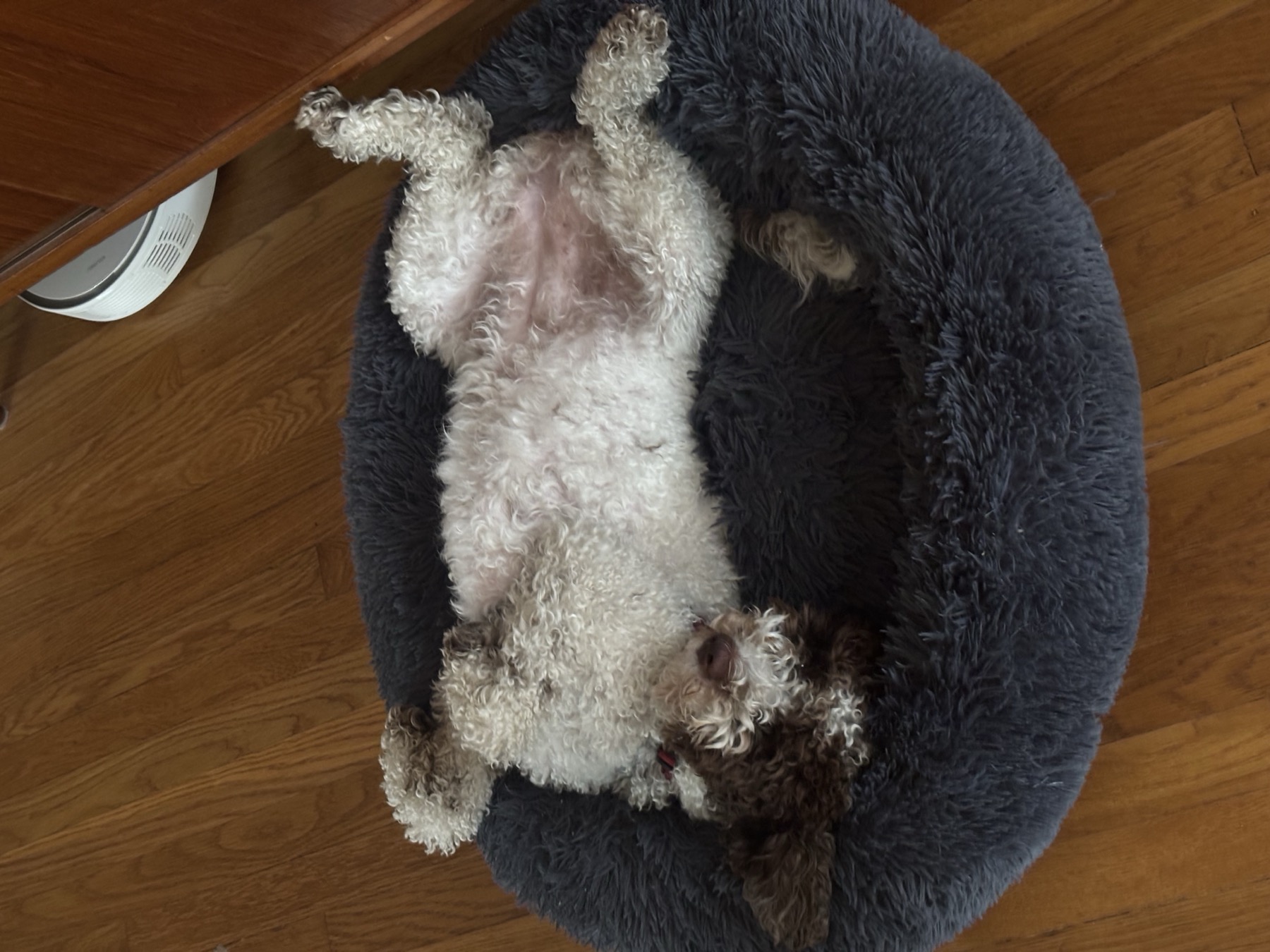 Can You Get a Lagotto Romagnolo Puppy If You Live Out of State?