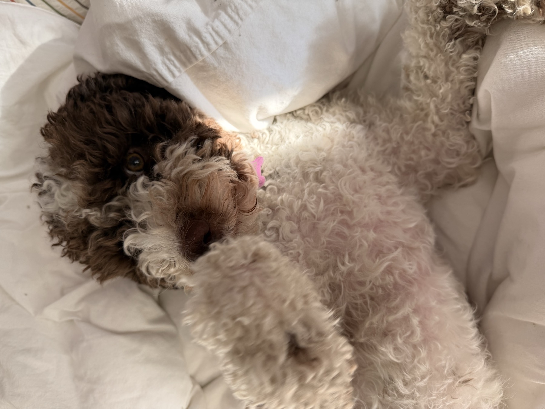 Flying Home With a Lagotto Romagnolo Puppy