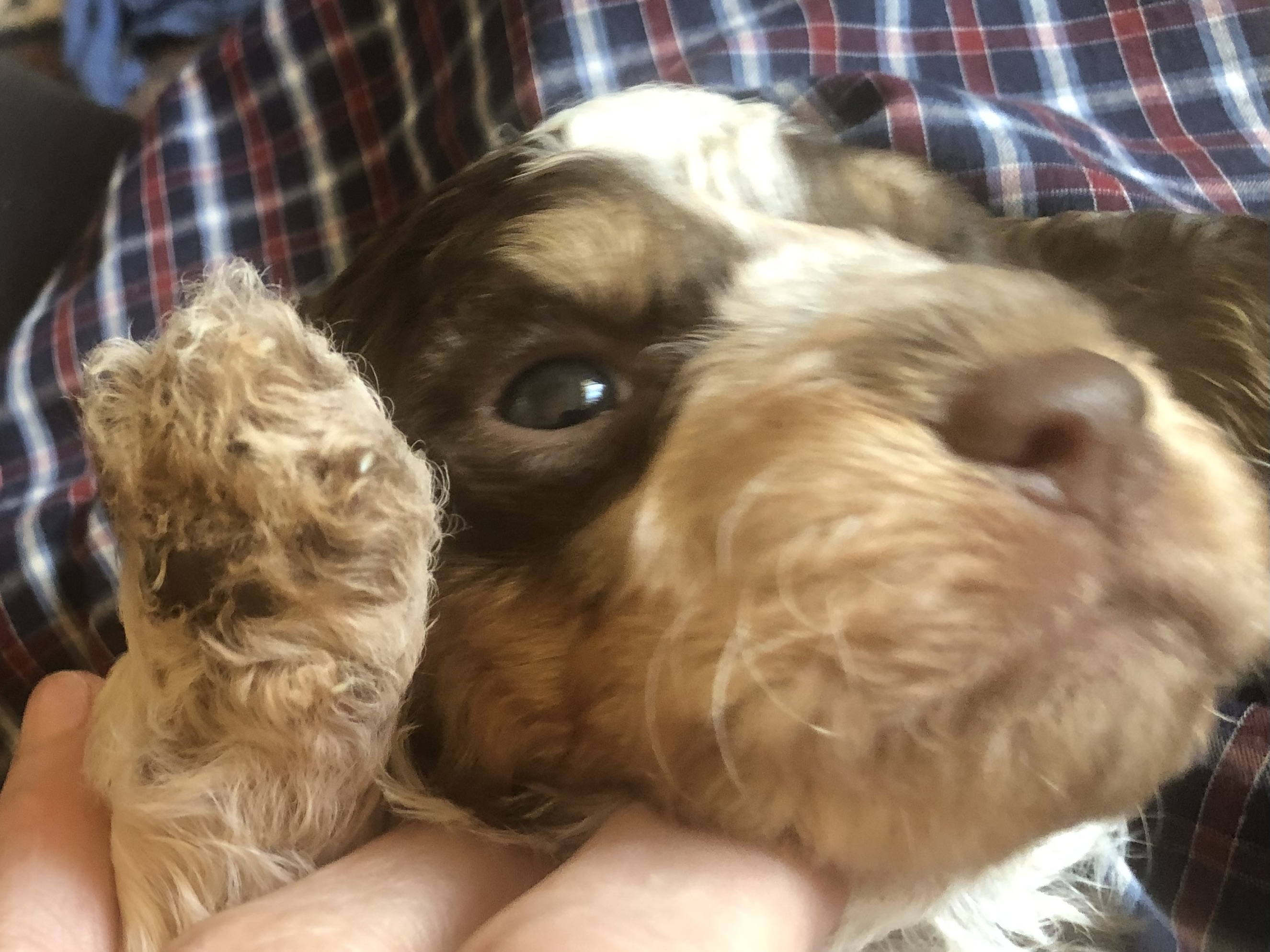 5 Reasons You Should NEVER Get a Lagotto Romagnolo