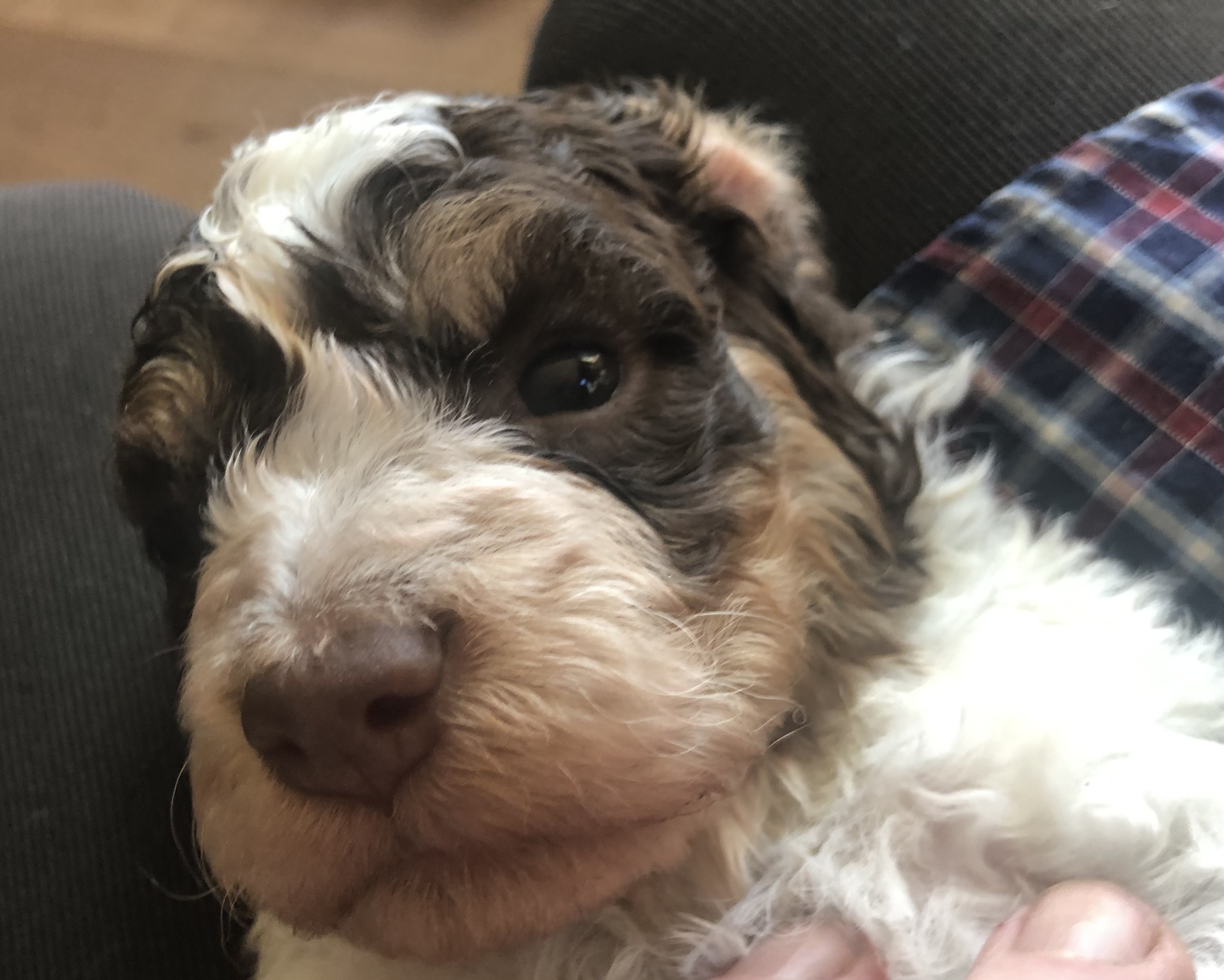 5 Reasons a Lagotto Romagnolo Will Be the Best Dog You Ever Own