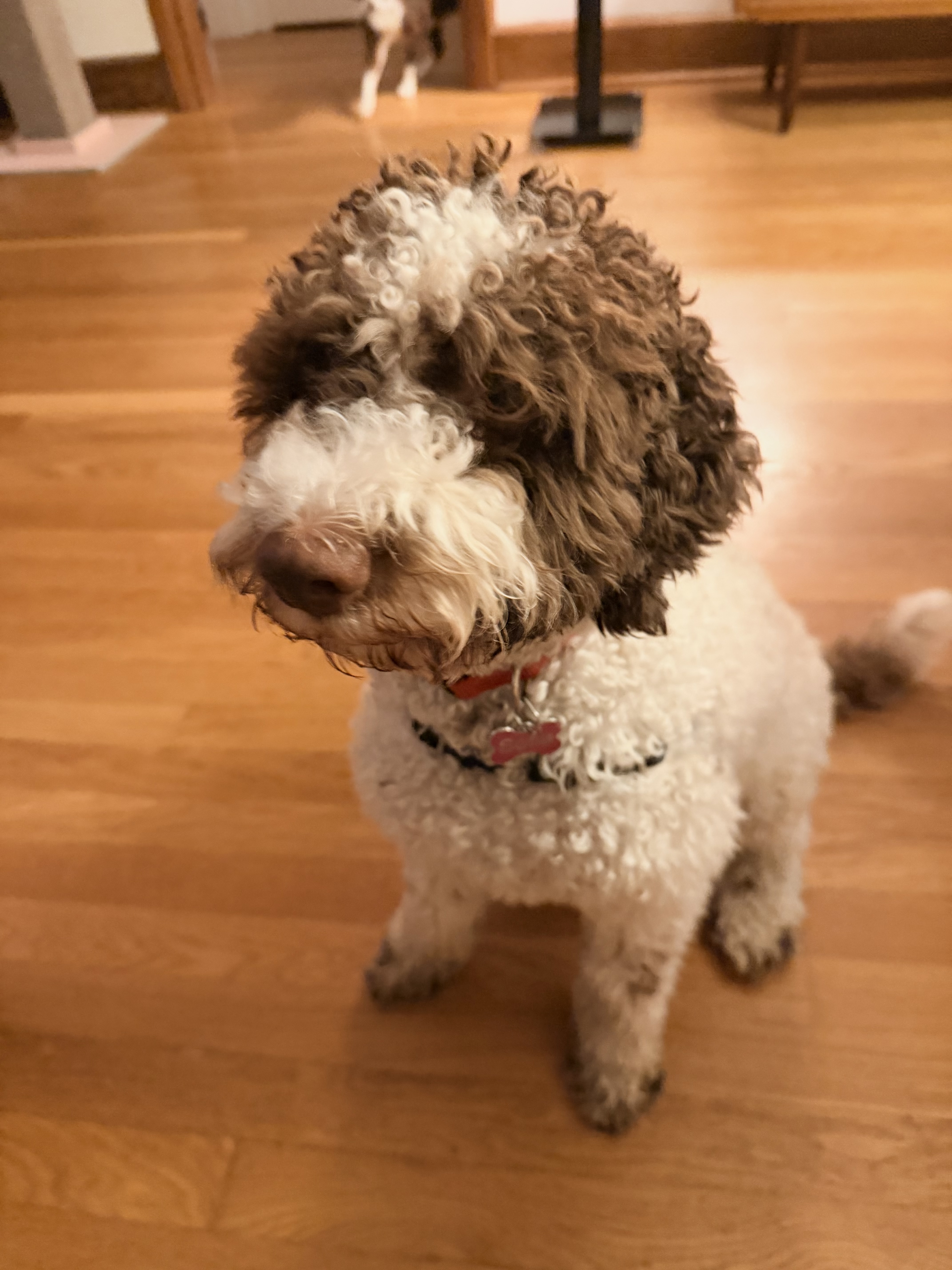 3 Fun Games That Prep Your Lagotto Puppy for Truffle Hunting