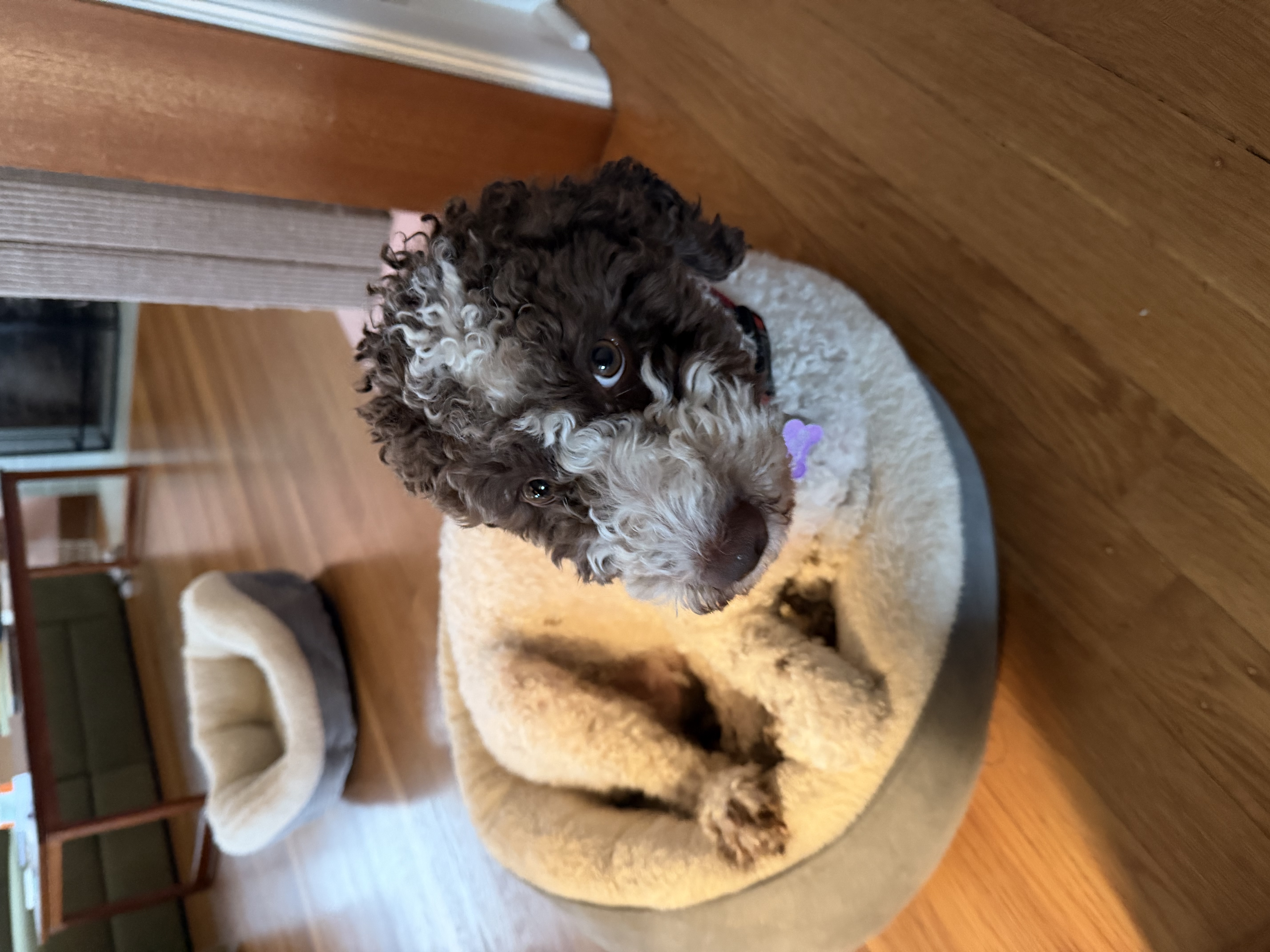 Housebreaking Your Lagotto: A Survival Guide for Your Floors