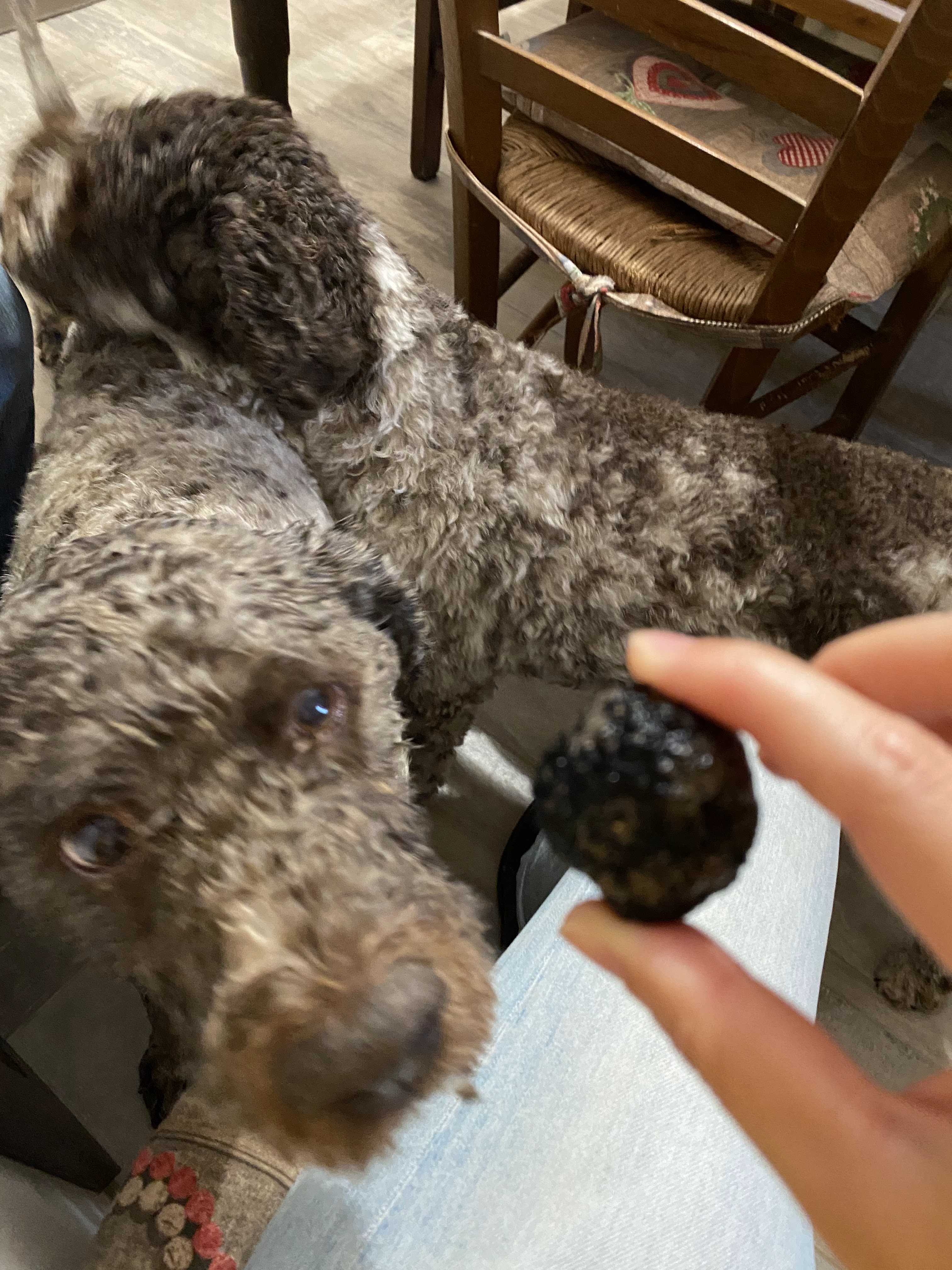 A Lagotto Romagnolo eyeing a freshly found truffle