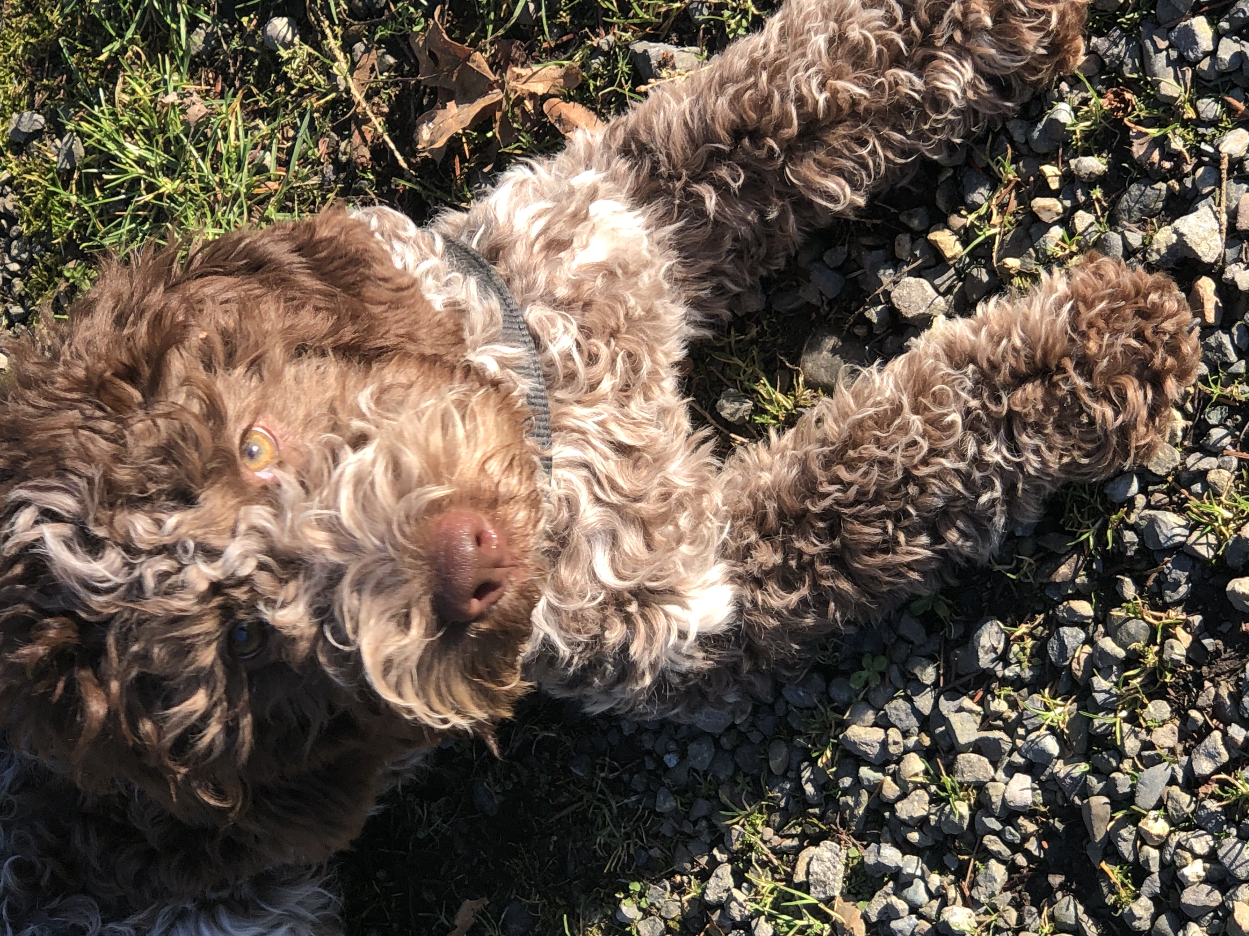 Luna - white & brown Lagotto Romagnolo
